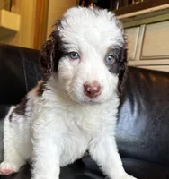 Cash, a male Bernedoodle for sale in Grandview, TX – Photo 2 of 6