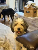 Indigo, a female Miniature Bernedoodle for sale in Grandview, TX – 3 of 4
