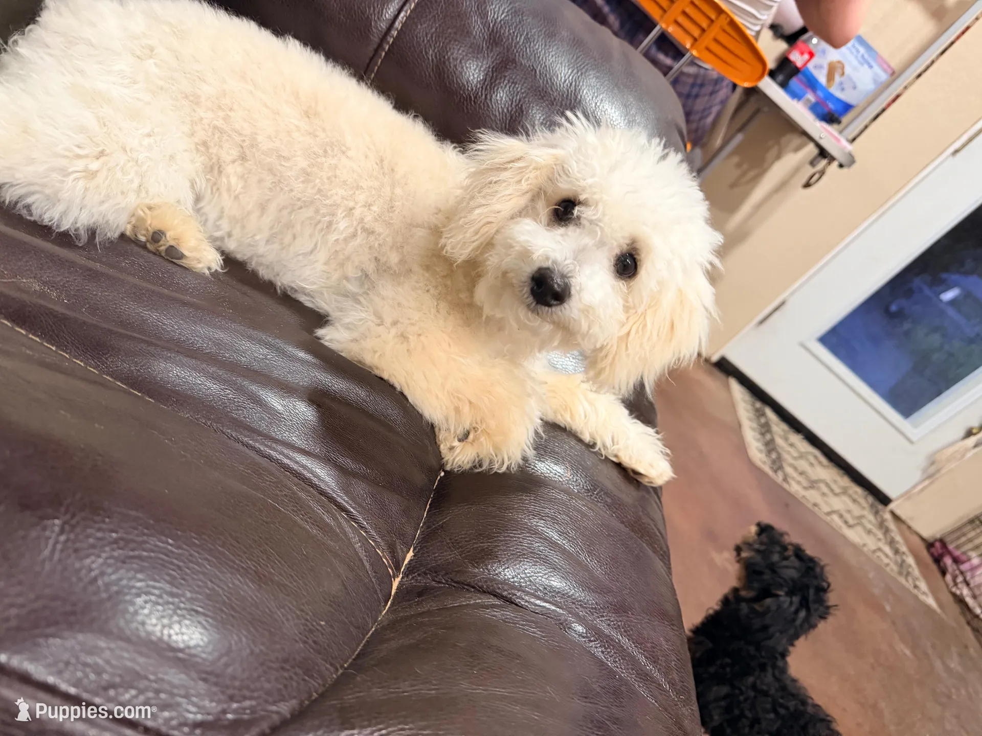 Snickerdoodle F1BB Micro (10-15 lbs), a female Miniature Bernedoodle for sale in Grandview, TX – 4 of 5