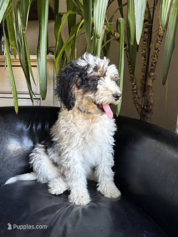 "Spencer" F1B (Blue Paws Boy), a male Miniature Bernedoodle for sale in Grandview, TX – Photo 1 of 7