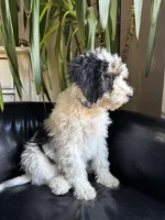 "Spencer" F1B (Blue Paws Boy), a male Miniature Bernedoodle for sale in Grandview, TX – Photo 6 of 7