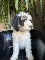 "Spencer" F1B (Blue Paws Boy), a male Miniature Bernedoodle for sale in Grandview, TX – Photo 2 of 7
