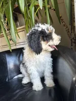 "Spencer" F1B (Blue Paws Boy), a male Miniature Bernedoodle for sale in Grandview, TX – Photo 5 of 7