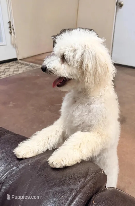 Snickerdoodle F1BB Micro (10-15 lbs) – Miniature Bernedoodle puppy for sale in Grandview, TX