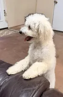 Snickerdoodle F1BB Micro (10-15 lbs), a female Miniature Bernedoodle for sale in Grandview, TX – 1 of 5