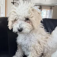 Snickerdoodle F1BB Micro (10-15 lbs), a female Miniature Bernedoodle for sale in Grandview, TX – Photo 4 of 6