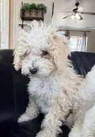 Snickerdoodle F1BB Micro, a female Miniature Bernedoodle for sale in Grandview, TX – Photo 4 of 6