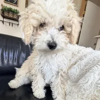 Snickerdoodle F1BB Micro (10-15 lbs), a female Miniature Bernedoodle for sale in Grandview, TX – Photo 6 of 6