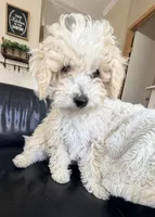 Snickerdoodle F1BB Micro, a female Miniature Bernedoodle for sale in Grandview, TX – Photo 6 of 6