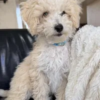 Snickerdoodle F1BB Micro (10-15 lbs), a female Miniature Bernedoodle for sale in Grandview, TX – Photo 3 of 6