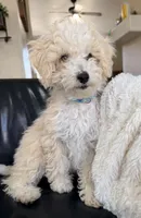 Snickerdoodle F1BB Micro, a female Miniature Bernedoodle for sale in Grandview, TX – Photo 3 of 6