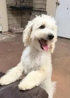 Snickerdoodle F1BB Micro (10-15 lbs), a female Miniature Bernedoodle for sale in Grandview, TX – 2 of 5
