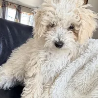 Snickerdoodle F1BB Micro (10-15 lbs), a female Miniature Bernedoodle for sale in Grandview, TX – Photo 2 of 6