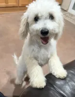 Snickerdoodle F1BB Micro (10-15 lbs), a female Miniature Bernedoodle for sale in Grandview, TX – 3 of 5