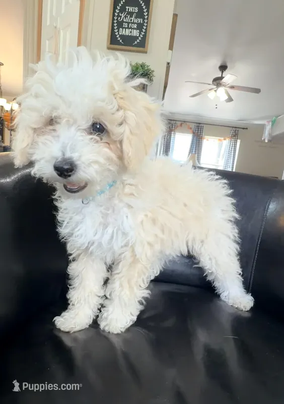 Snickerdoodle F1BB Micro