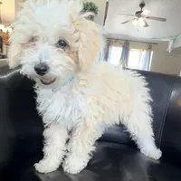 Snickerdoodle F1BB Micro (10-15 lbs), a female Miniature Bernedoodle for sale in Grandview, TX – Photo 1 of 6
