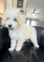 Snickerdoodle F1BB Micro, a female Miniature Bernedoodle for sale in Grandview, TX – Photo 1 of 6