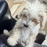 Snickerdoodle F1BB Micro (10-15 lbs), a female Miniature Bernedoodle for sale in Grandview, TX – Photo 5 of 6