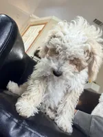 Snickerdoodle F1BB Micro, a female Miniature Bernedoodle for sale in Grandview, TX – Photo 5 of 6