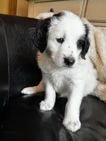 Townes Standard F2 Bernedoodle, a male Bernedoodle for sale in Grandview, TX – Photo 3 of 7