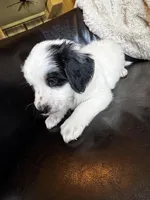 Townes Standard F2 Bernedoodle, a male Bernedoodle for sale in Grandview, TX – Photo 2 of 7