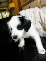 Townes Standard F2 Bernedoodle, a male Bernedoodle for sale in Grandview, TX – Photo 5 of 7