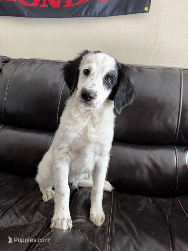 Townes Standard F2 Bernedoodle, a male Bernedoodle for sale in Grandview, TX – Photo 1 of 7