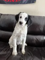 Townes Standard F2 Bernedoodle, a male Bernedoodle for sale in Grandview, TX – Photo 1 of 7