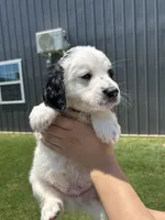 Townes Standard F2 Bernedoodle, a male Bernedoodle for sale in Grandview, TX – Photo 7 of 7