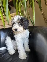 "Teddy" F1B (Blue Check Boy), a male Miniature Bernedoodle for sale in Grandview, TX – Photo 5 of 10