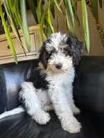 "Teddy" F1B (Blue Check Boy), a male Miniature Bernedoodle for sale in Grandview, TX – Photo 2 of 10