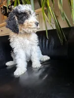 "Teddy" F1B (Blue Check Boy), a male Miniature Bernedoodle for sale in Grandview, TX – Photo 9 of 10