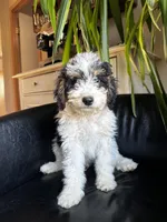 "Teddy" F1B (Blue Check Boy), a male Miniature Bernedoodle for sale in Grandview, TX – Photo 8 of 10