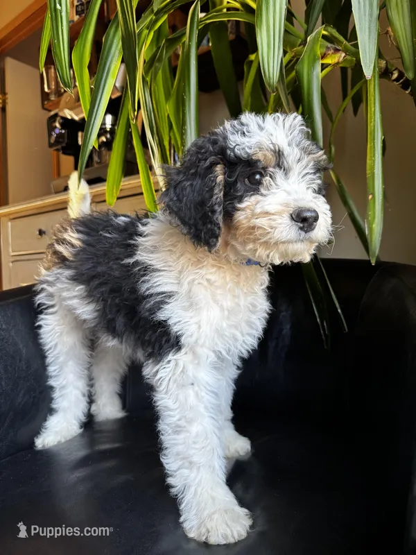 "Teddy" F1B (Blue Check Boy)