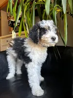 "Teddy" F1B (Blue Check Boy), a male Miniature Bernedoodle for sale in Grandview, TX – Photo 1 of 10