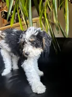 "Teddy" F1B (Blue Check Boy), a male Miniature Bernedoodle for sale in Grandview, TX – Photo 7 of 10