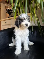 "Teddy" F1B (Blue Check Boy), a male Miniature Bernedoodle for sale in Grandview, TX – Photo 6 of 10