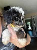 Tiny, Yellow (F1B girl), a female Miniature Bernedoodle for sale in Grandview, TX – Photo 3 of 5