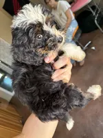 Tiny, Yellow (F1B girl), a female Miniature Bernedoodle for sale in Grandview, TX – Photo 4 of 5