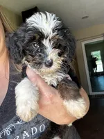 Tiny, Yellow (F1B girl), a female Miniature Bernedoodle for sale in Grandview, TX – Photo 2 of 5