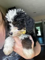Tiny, Yellow (F1B girl), a female Miniature Bernedoodle for sale in Grandview, TX – Photo 1 of 5