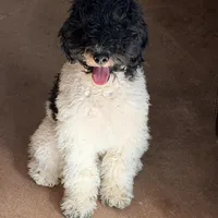 Dasher, a male Poodle - Miniature  for sale in Grandview, TX – Photo 1 of 7