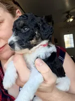 Dasher, a male Poodle - Miniature  for sale in Grandview, TX – Photo 3 of 6