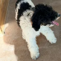 Dasher, a male Poodle - Miniature  for sale in Grandview, TX – Photo 3 of 7