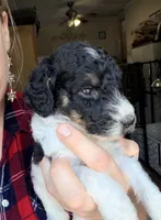 Dasher, a male Poodle - Miniature  for sale in Grandview, TX – Photo 1 of 6