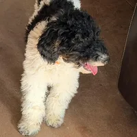 Dasher, a male Poodle - Miniature  for sale in Grandview, TX – Photo 2 of 7