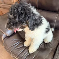 Dasher, a male Poodle - Miniature  for sale in Grandview, TX – Photo 6 of 7