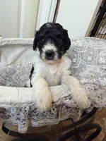 Dasher, a male Poodle - Miniature  for sale in Grandview, TX – Photo 5 of 6