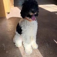 Dasher, a male Poodle - Miniature  for sale in Grandview, TX – Photo 5 of 7