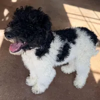 Dasher, a male Poodle - Miniature  for sale in Grandview, TX – Photo 4 of 7